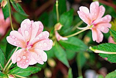 牌组构建类肉鸽游戏《月影守望》现已在Steam平台推出抢先体验版